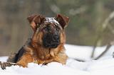 BERGER ALLEMAND 498